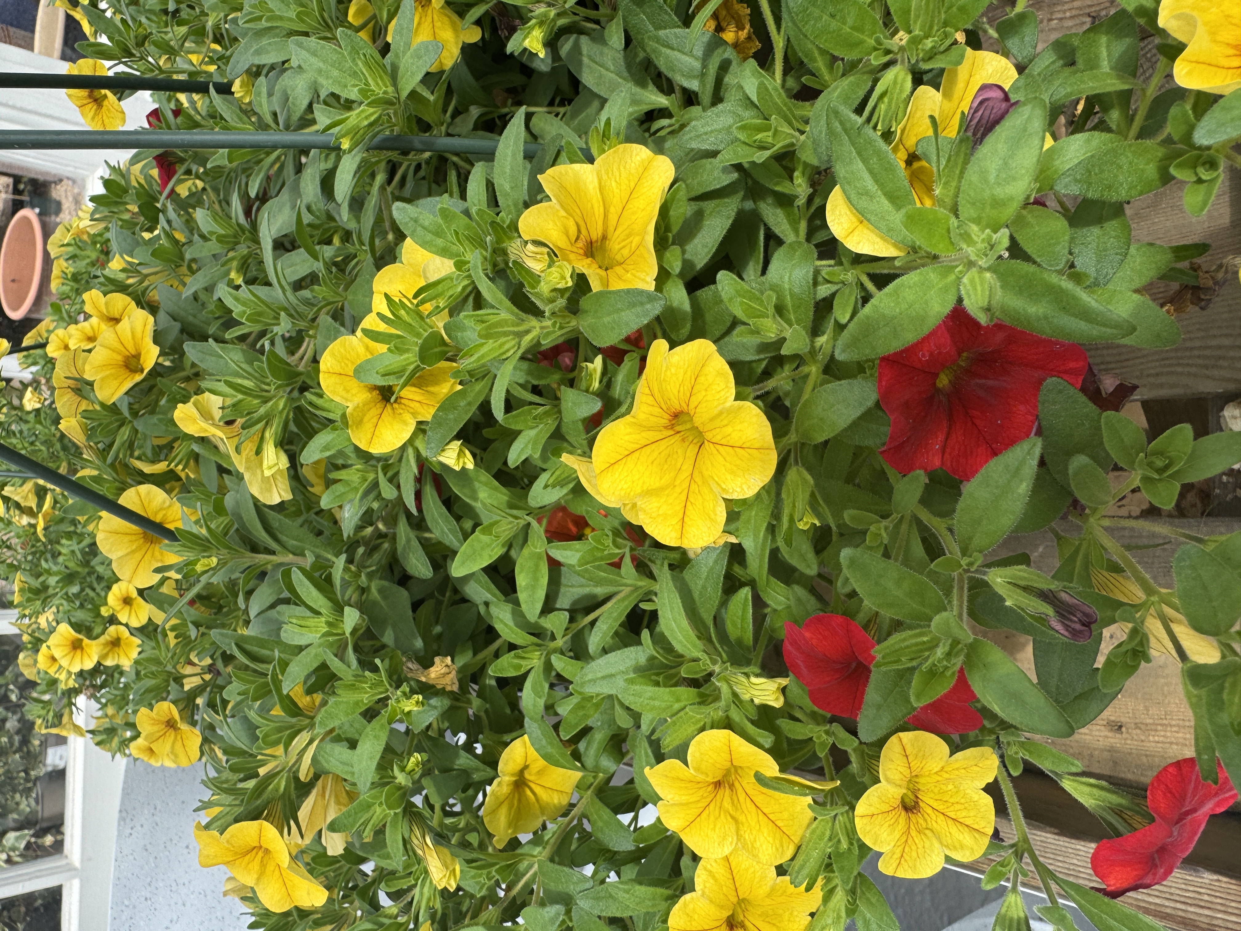 AI-Assisted Plant Phenotyping Platform