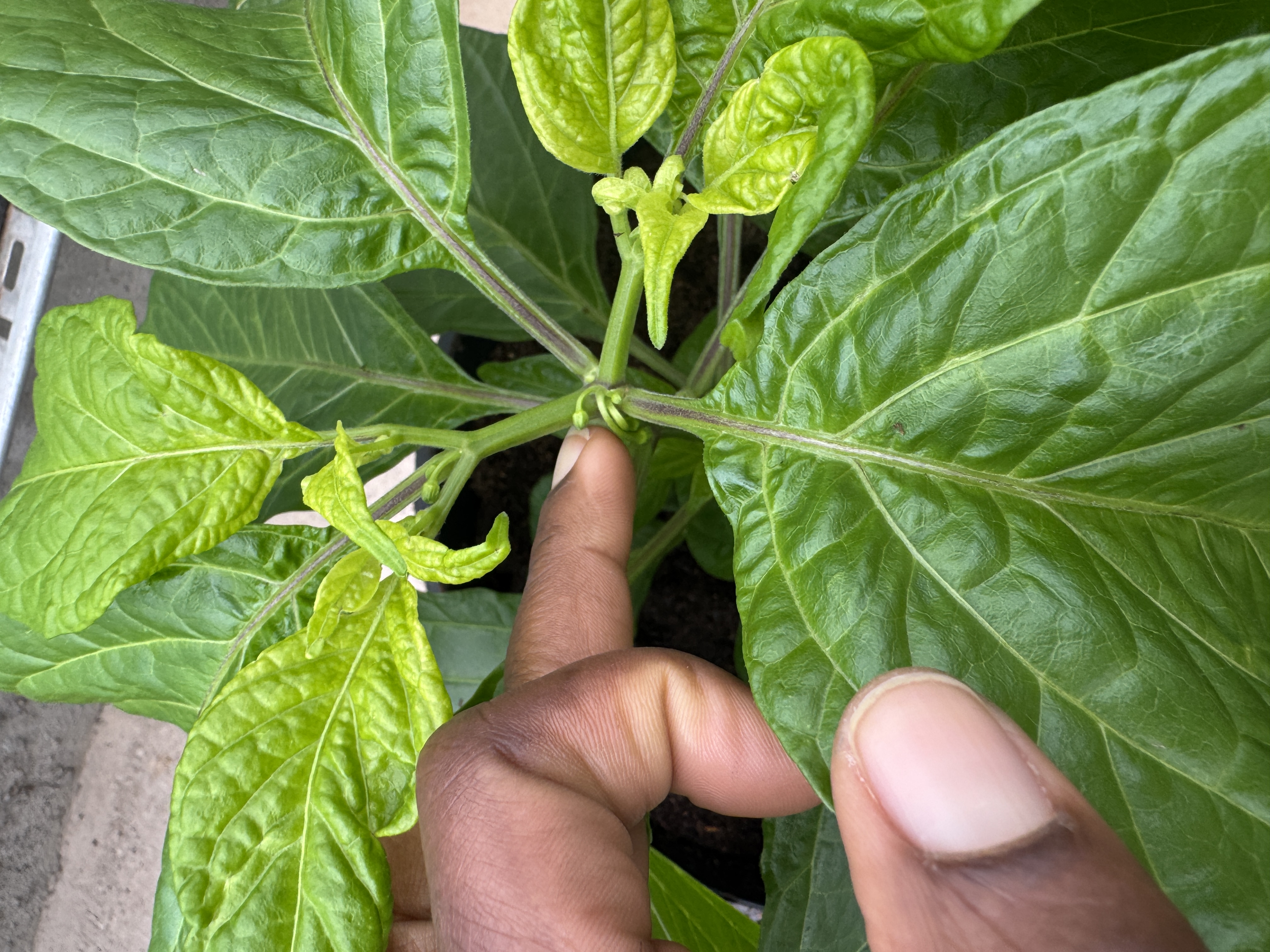 AI for Smallholder Farmers in Africa