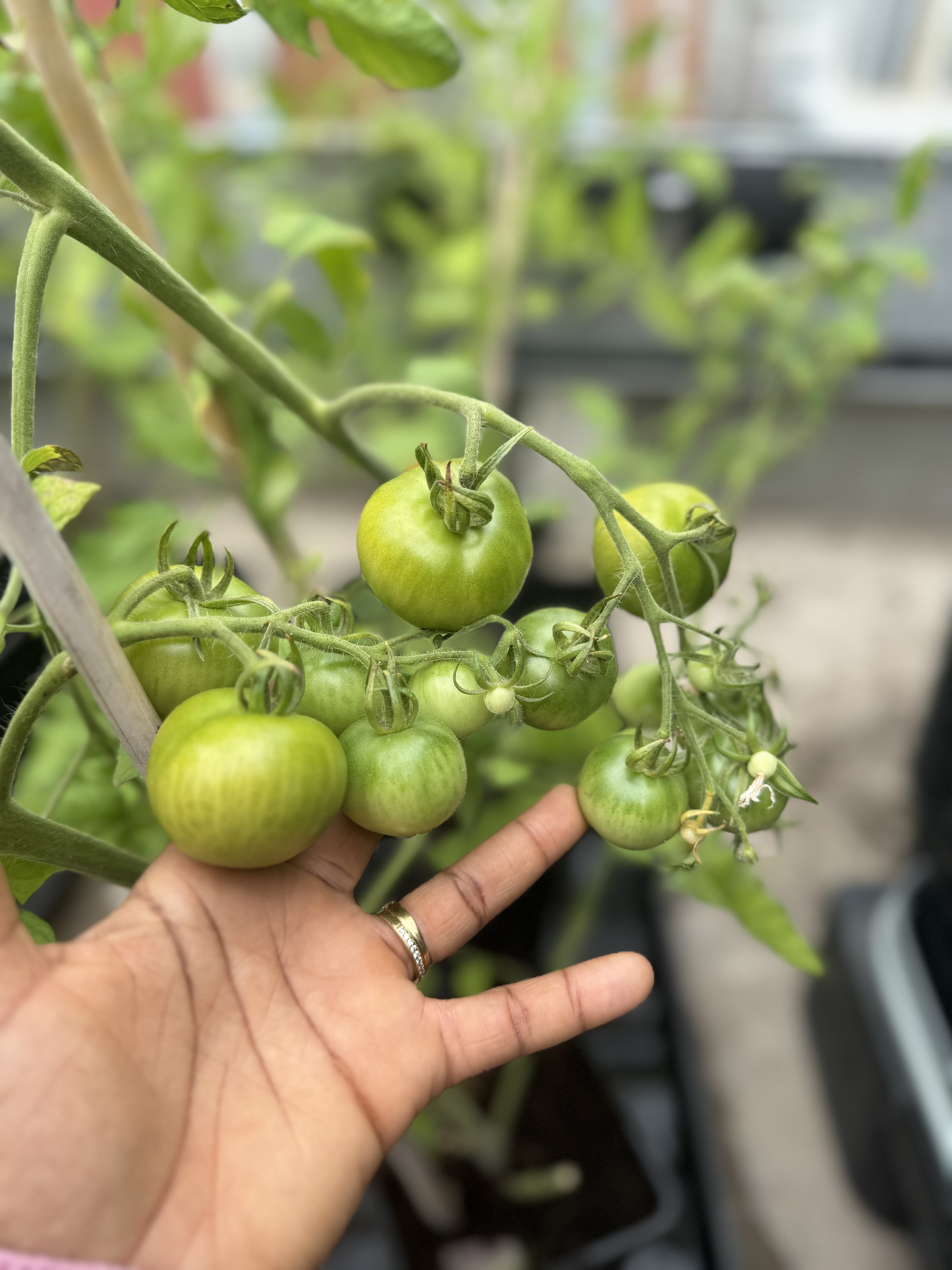 AI-Powered Tomato Stress Prediction System