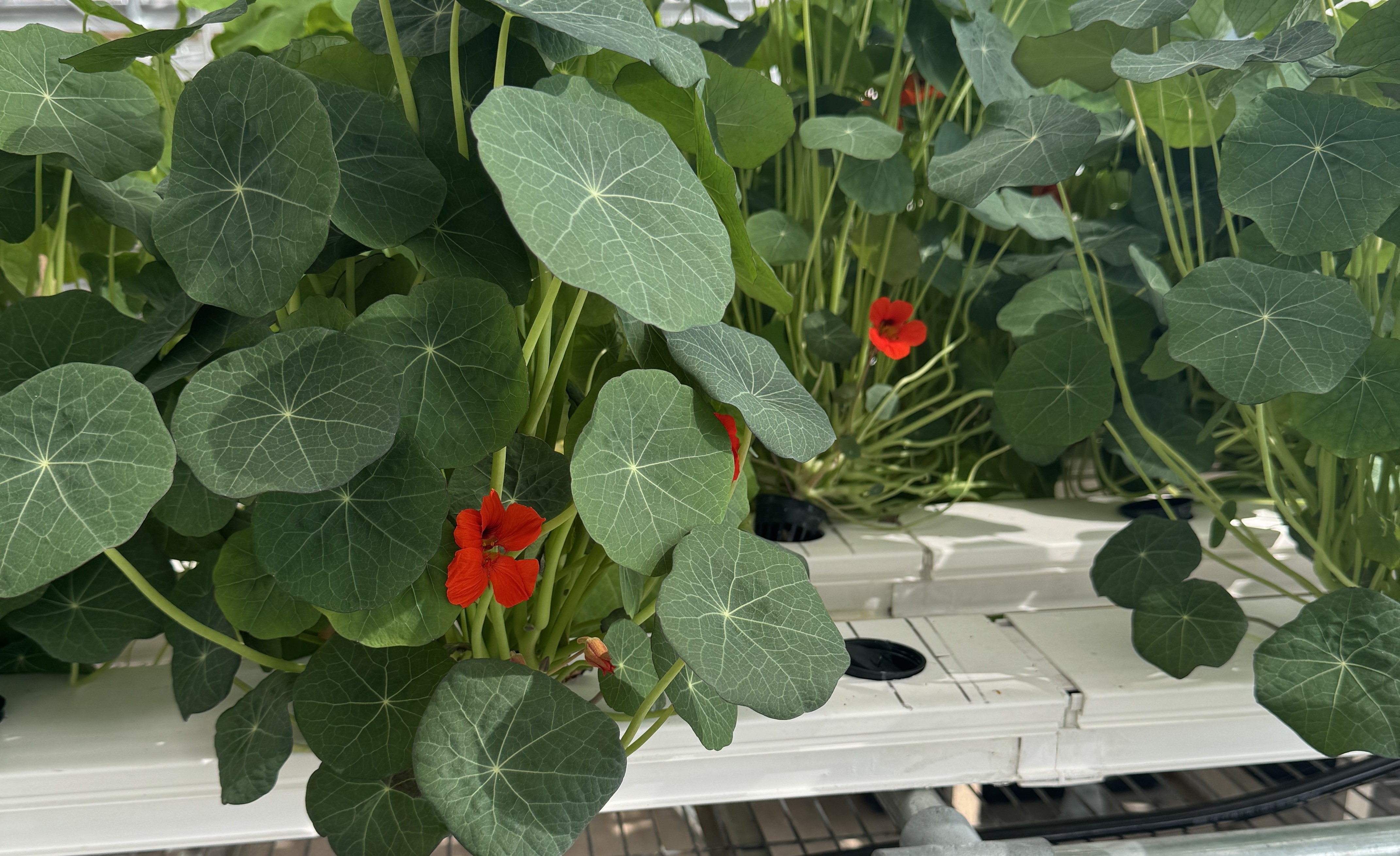 Development of a Circular-Economy Smart Aeroponic Growth Chamber Constructed from Upcycled Waste for Flower Production