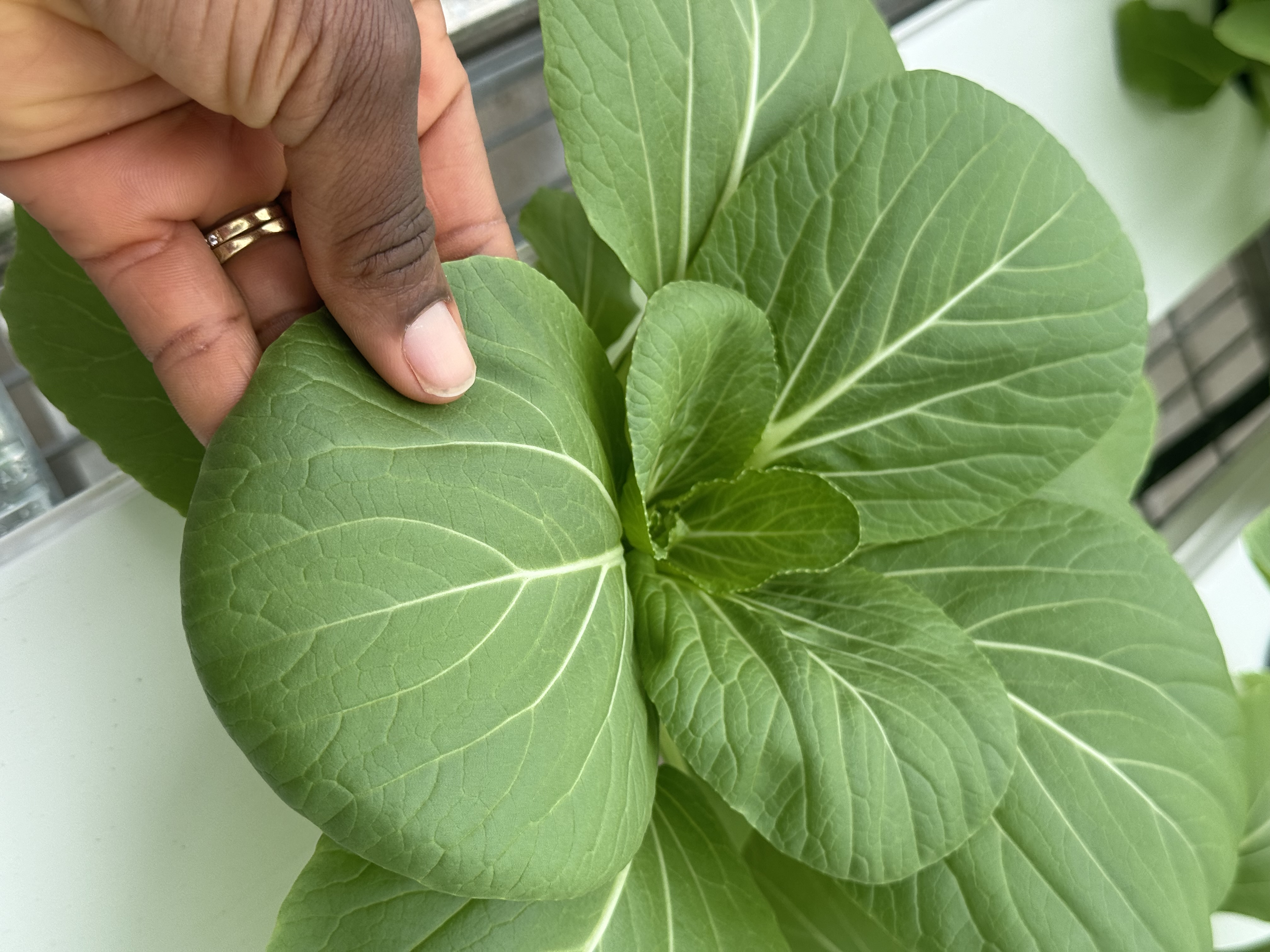 Climate-Smart Agriculture Analytics
