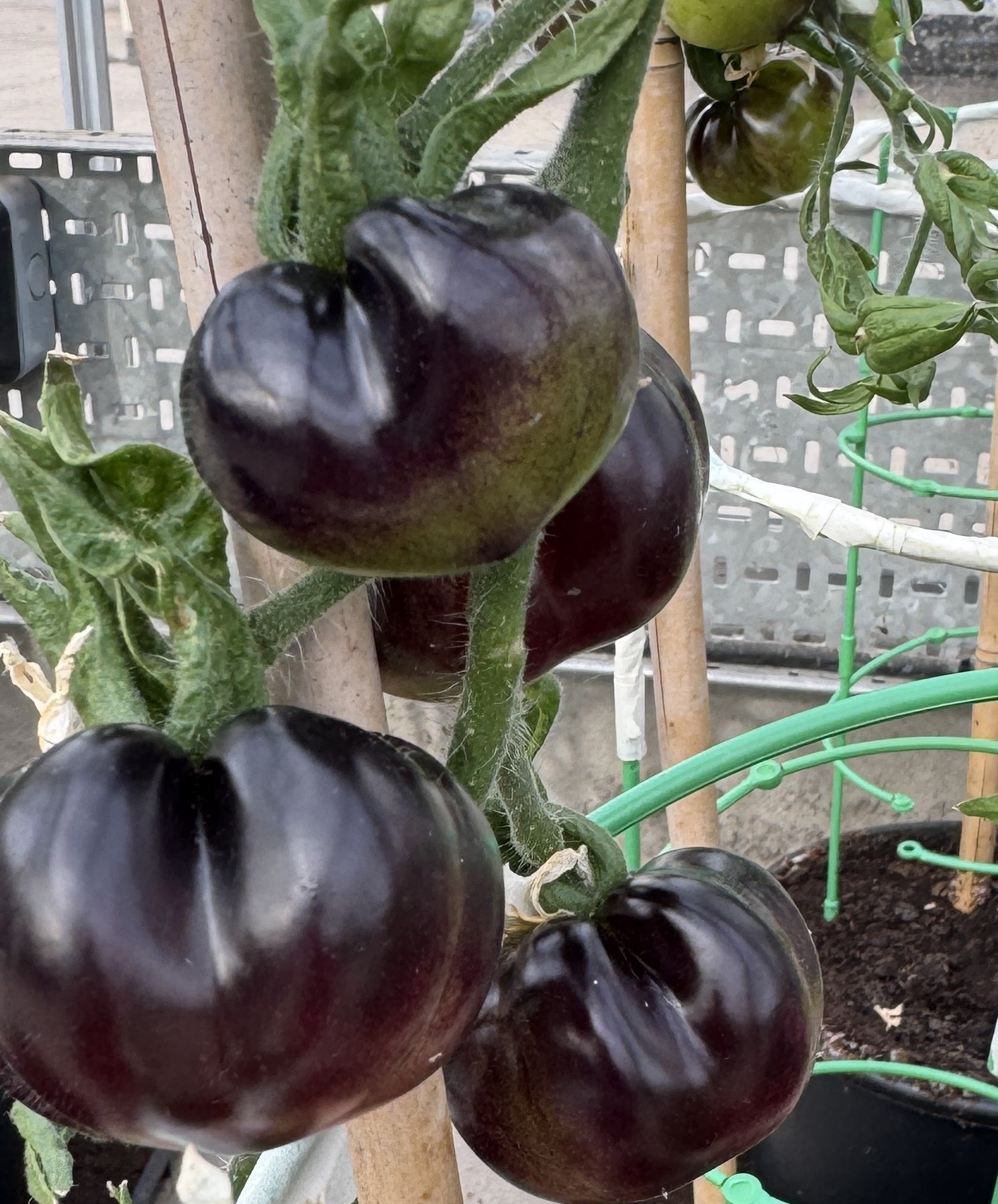 Sustainable Tomato Storage Through Essential Oil Preservation Technologies