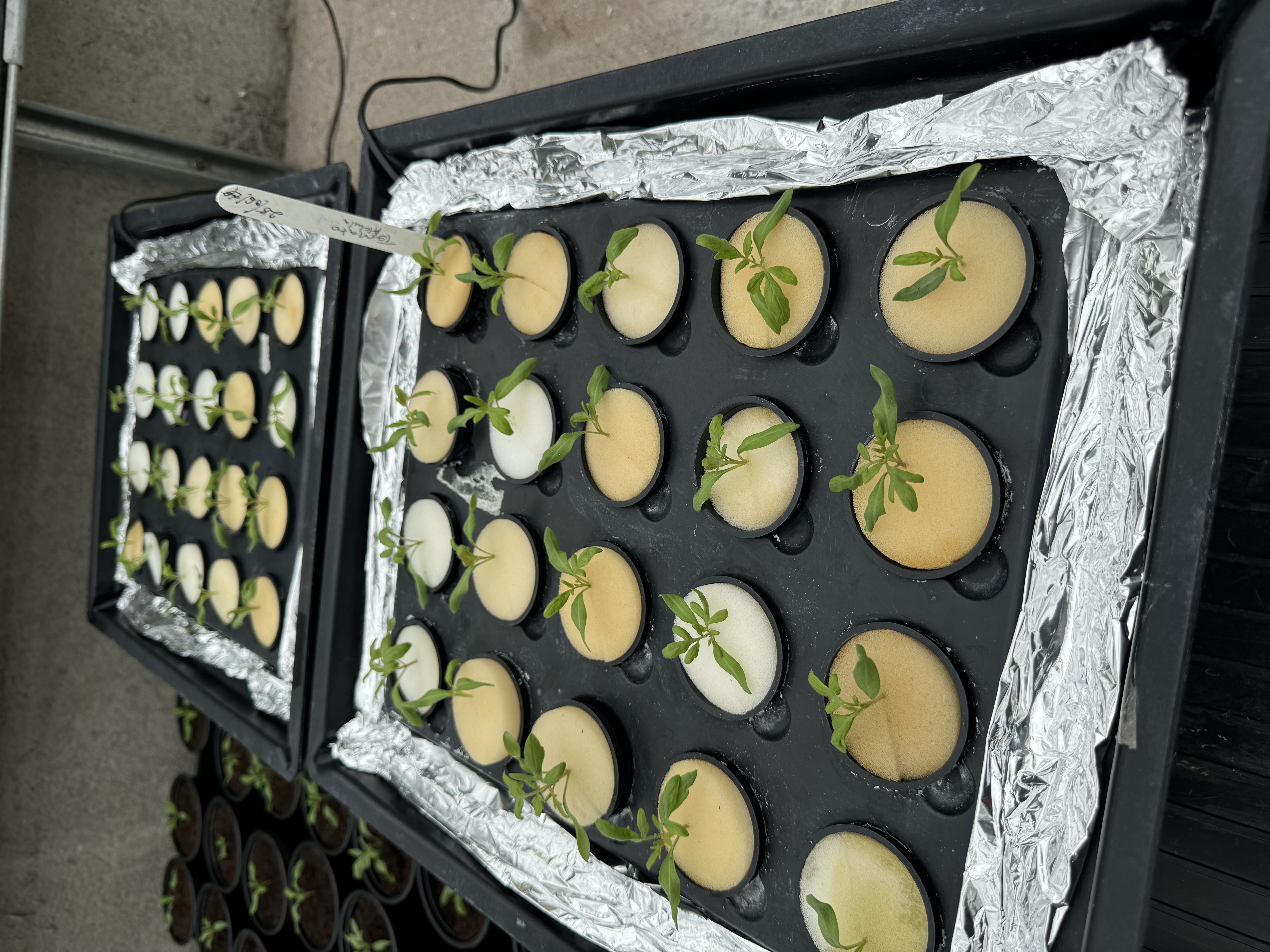 Tomato Yield Optimization Using Machine Learning