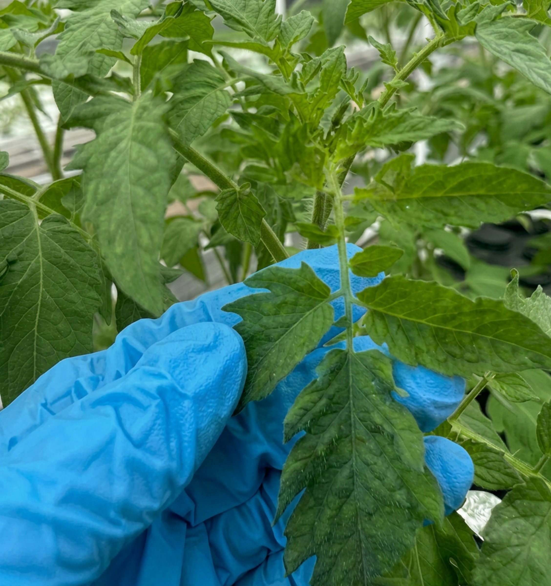 UK–Africa Tomato Innovation Programme